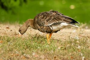 A gray goose walks on the grass photo