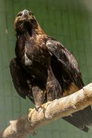 Falcon hawk sits on a tree photo