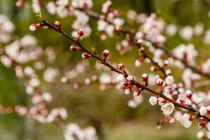 beautifully flowering cherry branches on which the bees sit photo