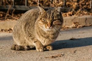 The street cat is heated in the sun's rays photo