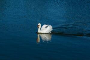 hermoso cisne flota en el lago foto