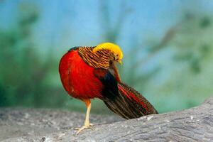 Golden pheasant on a close-up branch photo