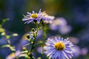 Field flowers on which insects and bees sit close up photo