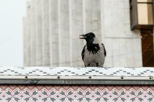 The crow in its beak holds a nut photo