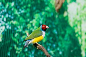 hermosos pájaros guldova amadina erythrura gouldiae sentado en una rama foto