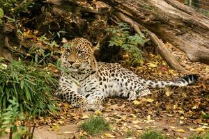 Leopard is resting in the shade photo