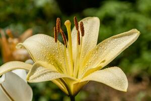 Yellow lily with dew drops photo