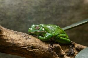 A green toad sits on a  branch photo