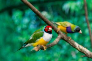 hermosos pájaros guldova amadina erythrura gouldiae sentado en una rama foto