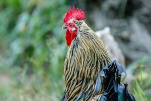 beautiful cock on grass background photo