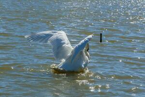 hermoso cisne flota en el lago foto