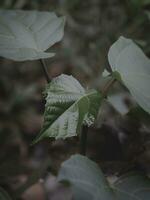 Isolated Closeup of a Budding leaf. photo