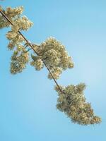 Isolated Flower Bunch with Sky background photo
