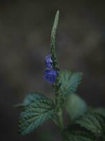 Blue Flowers of the Sneakweed plant. photo