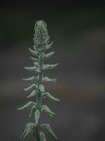 Isolated Flower buds of the Rattlepods. photo