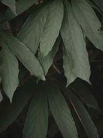 Abstract Image of long Textured Leaves. photo