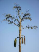 Golden Hour Image of Fishtail Palm tree. photo
