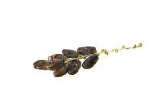 Sweet and healthy fruits. Arabic date palm or kurma isolated on the white background. photo