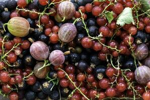 Red gooseberry and red and black currant close up, background, macro photo