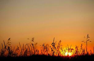 Tropical sea sunset tree sky view background photo