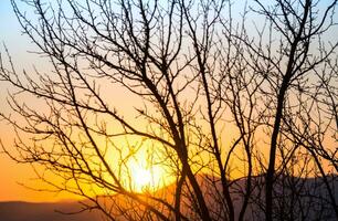 Tropical sea sunset tree sky view background photo