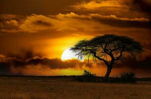 Tropical sea sunset tree sky view background photo