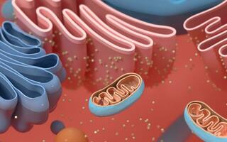 Internal structure of an animal cell, 3d rendering. Section view. photo