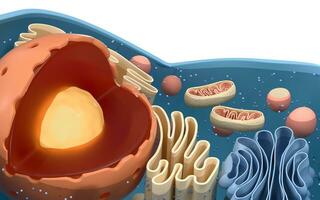 Internal structure of an animal cell, 3d rendering. Section view. photo