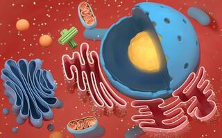 Internal structure of an animal cell, 3d rendering. Section view. photo