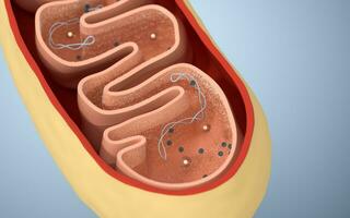 Cross-section view of Mitochondria. Medical info graphics on white background, 3d rendering. photo