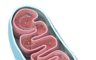 sección transversal ver de mitocondrias. médico informacion gráficos en blanco fondo, 3d representación. foto