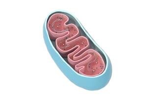 Cross-section view of Mitochondria. Medical info graphics on white background, 3d rendering. photo