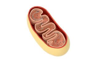 sección transversal ver de mitocondrias. médico informacion gráficos en blanco fondo, 3d representación. foto