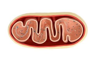 Cross-section view of Mitochondria. Medical info graphics on white background, 3d rendering. photo