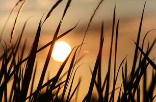 Tropical sea sunset tree sky view background photo