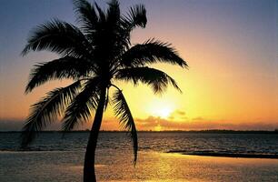 Tropical sea sunset tree sky view background photo