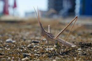 a grasshopper is standing on the ground photo