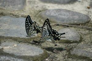 two butterflies on the ground photo