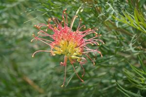 a pink flower with yellow stamens blooms on a green plant photo