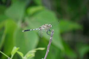 a dragonfly sits on a twig in the grass photo