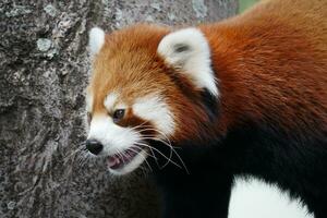 a red panda is standing next to a tree photo