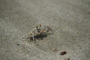 a crab on the sand photo