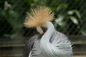 a bird with a mohawk photo