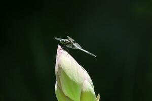 a dragonfly on a flower photo