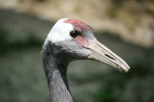 a close up of a bird's head with a red beak photo