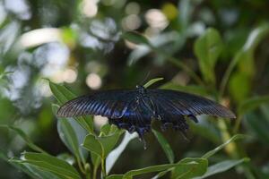 un negro mariposa en un frondoso rama foto