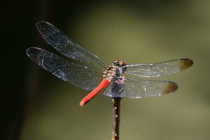 a dragonfly with red wings sitting on a stick photo