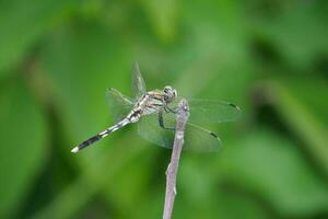 a dragonfly is perched on a twig photo