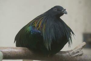 un pájaro con vistoso plumas sentado en un rama foto