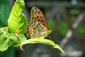 a butterfly is sitting on a leaf photo